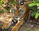 Indian tiger (<I>Panthera tigris tigris</I>) resting in the shade, Kanha National Park, India.