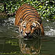 Indochinese tiger (Panthera tigris corbetti) is only found in the Greater Mekong region of Southeast Asia, including Cambodia, Myanmar, Laos,Thailand, and Vietnam. © Howard Cheek / WWF Greater Mekong