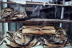 The skins of Indochinese tiger (Panthera tigris corbetti) and other rare cats are openly displayed ... / ©: Adam Oswell / WWF-Canon / ©: Adam Oswell / WWF-Canon