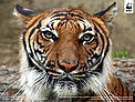 Indochinese tiger (Panthera tigris corbetti) is only found in the Greater Mekong region of ... / ©: Connie Lemperle / WWF Greater Mekong Indochinese tiger (Panthera tigris corbetti) is only found in the Greater Mekong region of ... / ©: Connie Lemperle / WWF Greater Mekong