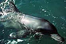 Indus river dolphin. / ©: WWF-Canon Indus river dolphin. / ©: WWF-Canon