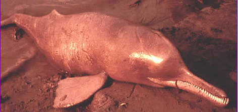 Dead Indus River dolphin. / ©: WWF-Pakistan Dead Indus River dolphin. rel=