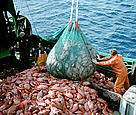 Industrial fishing of the deep-sea fish orange roughy, also known as deep-sea perch. / ©: Australian Fisheries Management Authority. Industrial fishing of the deep-sea fish orange roughy, also known as deep-sea perch. / ©: Australian Fisheries Management Authority.