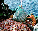 Industrial fishing of the deep-sea fish orange roughy, also known as deep-sea perch.