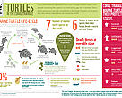 Marine turtles in the Coral Triangle: the essentials