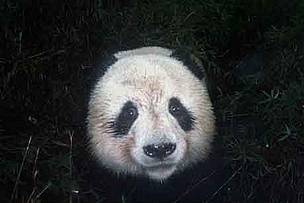 Giant panda caught by infrared camera trap. / ©: WWF Picture of a giant panda taken by an infrared camera. / ©: WWF