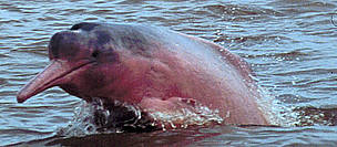 Pink river dolphin, Inia geoffrensis, Orinoco river, Colombia. / ©: Fernando Trujillo / Fundación Omacha / ©: Fernando Trujillo / Fundación Omacha