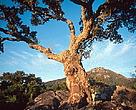 Cork oak tree, Spain.