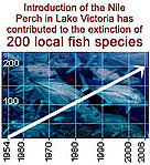 Introduction of the Nile Perch in Lake Victoria has contributed to the extinction of 200 local fish ... / &copy;: WWF