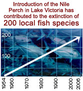 Introduction of the Nile Perch in Lake Victoria has contributed to the extinction of 200 local fish ... / ©: WWF Introduction of the Nile Perch in Lake Victoria has contributed to the extinction of 200 local fish ... / ©: WWF