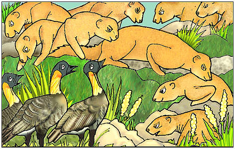 The Small Indian Mongoose was introduced to many islands such as Mauritius, Fiji and Hawai'i from ... rel=