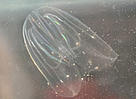 It might look harmless, but the North American comb jellyfish (Mnemiopsis leidyi) has had a ... / ©: Ahmet Kideys / ©: Ahmet Kideys
