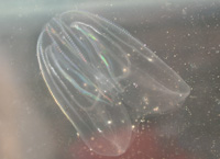 The North American comb jellyfish has had a devastating affect on the Black Sea. / ©: Ahmet Kideys / ©: Ahmet Kideys