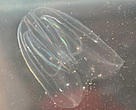 It might look harmless, but the North American comb jellyfish (<I>Mnemiopsis leidyi</I>) has had a devasting affect on the Black Sea.