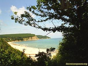 long beach with forest