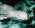 The elusive Irrawaddy dolphin (<i>Orcaella brevirostris</i>).