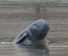 The critically endangered Mekong River Irrawaddy dolphin. / ©: WWF Greater Mekong / ©: WWF Greater Mekong