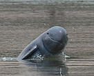 The critically endangered Mekong River Irrawaddy dolphin.