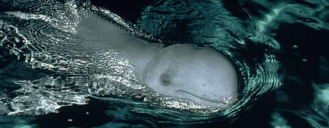 Irrawaddy dolphin with head above water, Kalimantan (Borneo), Indonesia. / ©: WWF-Canon / Alain COMPOST Irrawaddy dolphin with head above water, Kalimantan (Borneo), Indonesia. rel=