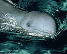 Dolphins