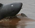 Irrawaddy dolphin (<i>Orcaella brevirostris</i>)