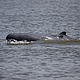 Irrawaddy dolphins in the Mekong. © WWF-Cambodia / Hang Sereyvuth