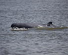 Irrawaddy dolphins in the Mekong.