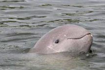 Protecting the Irrawaddy river dolphin's habitat can also insure that fisheries remain intact for ... / ©: WWF-Canon / Sayan CHUENUDOMSAVAD / ©: WWF-Canon / Sayan CHUENUDOMSAVAD
