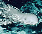 The Irrawaddy dolphin is one of the world's endangered dolphins.