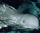 The Irrawaddy dolphin (<i>Orcaella brevirostris</i>), one of Asia's threatened marine species.
