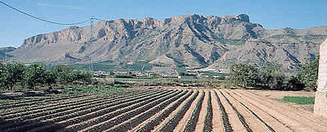 Spanish National Hydrological Plan (SNHP). Traditional irrigation by flooding the fields in ... / ©: WWF-Canon / WWF-Spain / Guido Schmidt Spanish National Hydrological Plan (SNHP). Traditional irrigation by flooding the fields in ... rel=