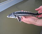5 months old Danube sturgeon, Isaccea, Romania