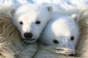 Polar bear (Ursus maritimus) cubs. Svalbard, Norway. / ©: NPI Polar bear (<i>Ursus maritimus</i>) cubs. Svalbard, Norway. / ©: NPI
