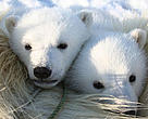 Polar bear (<i>Ursus maritimus</i>) cubs. Svalbard, Norway.