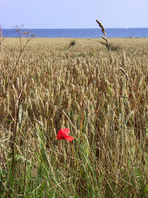 A wheat field with the Baltic Sea in the background. / ©: Imke Schulze / iStockPhoto A wheat field with the Baltic Sea in the background. / ©: Imke Schulze / iStockPhoto