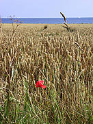 A wheat field with the Baltic Sea in the background. / &copy;: Imke Schulze / iStockPhoto