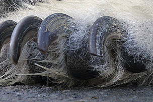 Close up of polar bear's claws (possibly taken in a zoo)