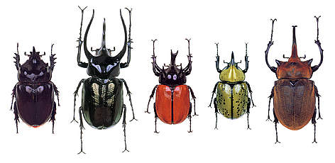 Various beetle species. / ©: iStockPhoto / Hernan Pardo rel=