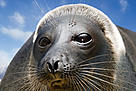 The Baikal seal, one of the world's only freshwater seal species. / ©: iStockPhoto / Oleg Nekhaev / ©: iStockPhoto / Oleg Nekhaev