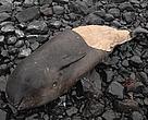 A total of 48 narwhals were found dead on the east coast of Greenland with meat and blubber removed from the carcasses