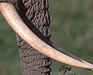 Highly prized African elephant tusks.