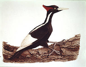 Ivory-billed (Campephilus principalis) woodpecker drawing. / ©: WWF-Canon / Paul BARRUEL Ivory-billed (<i>Campephilus principalis</i>) woodpecker drawing. / ©: WWF-Canon / Paul BARRUEL