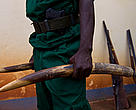 Ranger holding seized ivory with seized guns in background, outside WWF office in Yokadouma, East province, Cameroon.