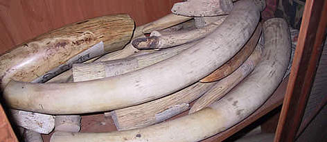 Confiscated elephant tusks in Royal Chitwan National Park, Nepal / ©: WWF-Canon / Mark ATKINSON Confiscated elephant tusks in Royal Chitwan National Park, Nepal rel=