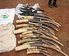 Seized elephant tusks and severed tails on display 