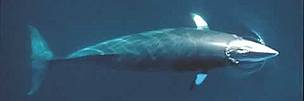 Minke whale (<i>Balaenoptera acutorostrata</i>), Norway.