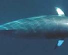 Minke whale (<i>Balaenoptera acutorostrata</i>), Norway.