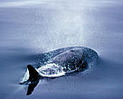 Killer whale (<i>Orcinus orca</i>) off the coast of Kamchatka Peninsula, Russian Federa