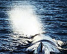 Sperm whale (<I>Physeter catodon</I>) blowing water out its blowhole off the coast of Kaikoura, New Ze