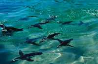  / &copy;: WWF-Canon / Martin Harvey